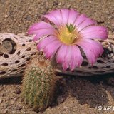 Echinocereus sciurus ssp. floresii JLcoll.1267.jpg